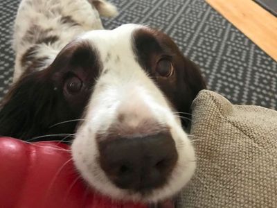 Ellie | Spaniel (English Springer) | Manchester - 1