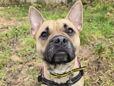 Odin | Terrier (Jack Russell) Cross | Shrewsbury (Shropshire) - 3