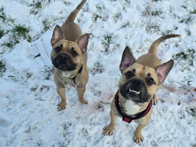 Prince | Terrier (Jack Russell) Cross | Shrewsbury (Shropshire) - 3