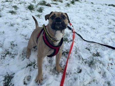 Prince | Terrier (Jack Russell) Cross | Shrewsbury (Shropshire) - 5