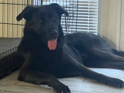 Teddy | German Shepherd Dog Cross | Harefield West London - 2