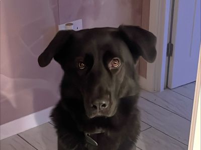 Teddy | German Shepherd Dog Cross | Harefield West London - 3