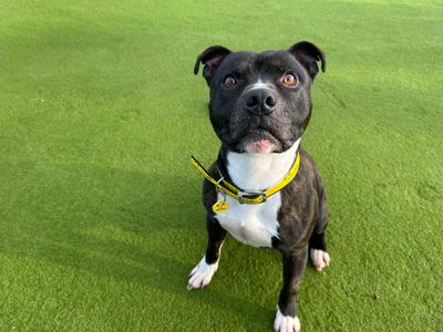 Crispin | Terrier (Staffordshire Bull) Cross | Basildon (Essex) - 5