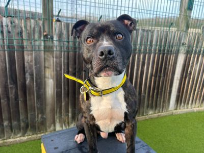 Crispin | Terrier (Staffordshire Bull) Cross | Basildon (Essex) - 3