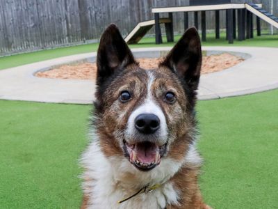 Stewie | Collie (Border) | Evesham (Worcestershire) - 3