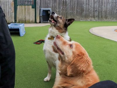 Stewie | Collie (Border) | Evesham (Worcestershire) - 5