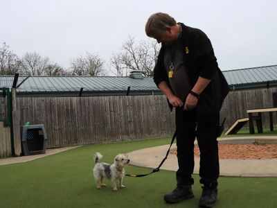 Isaac | Terrier (Yorkshire) Cross | Evesham (Worcestershire) - 3