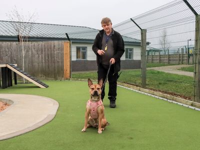 Pixie | Terrier (Staffordshire Bull) Cross | Evesham (Worcestershire) - 3