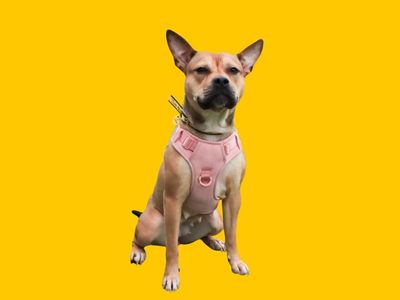 Pixie | Terrier (Staffordshire Bull) Cross | Evesham (Worcestershire) - 2
