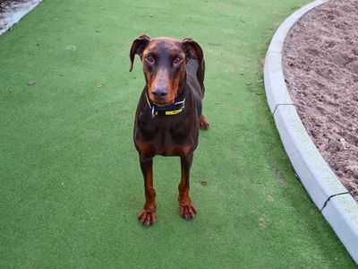 Rodney | Dobermann | Manchester - 5