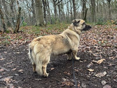 Buddy | German Shepherd Dog Cross | Canterbury - 2