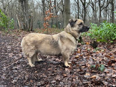 Buddy | German Shepherd Dog Cross | Canterbury - 3