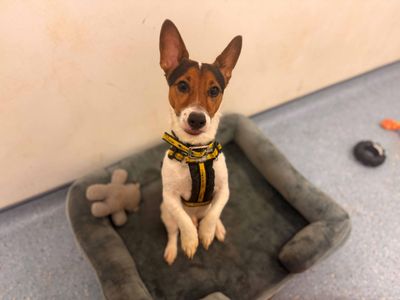Stanley | Terrier (Jack Russell) | Loughborough - 3