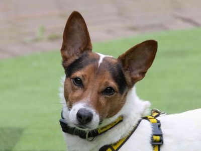 Stanley | Terrier (Jack Russell) | Loughborough - 5