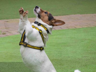 Stanley | Terrier (Jack Russell) | Loughborough - 5