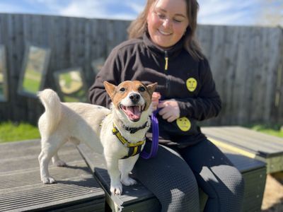Stanley | Terrier (Jack Russell) | Loughborough - 3