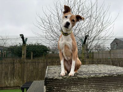 Lola | Terrier (Staffordshire Bull) Cross | Loughborough - 3