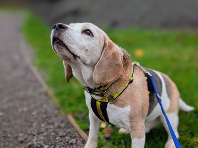 Buster | Beagle | Cardiff - 1