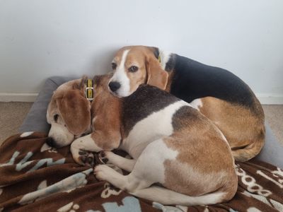 Buster | Beagle | Cardiff - 5