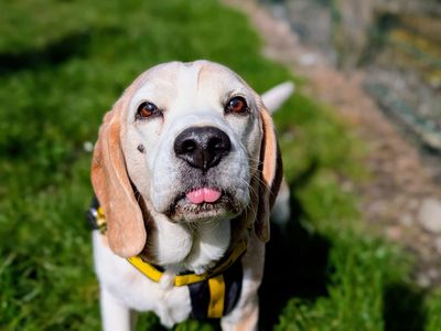 Buster | Beagle | Cardiff - 3