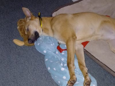 Cali | Crossbreed | Cumbria - 2