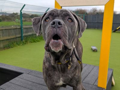 Holly | Mastiff | Shoreham (Sussex) - 3