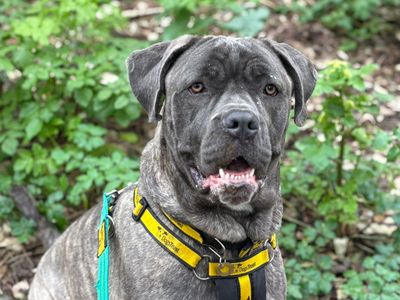 Holly | Mastiff | Shoreham (Sussex) - 5
