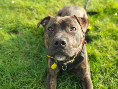 Logan | Terrier (Staffordshire Bull) | Harefield West London - 2