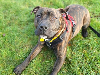 Logan | Terrier (Staffordshire Bull) | Harefield West London - 3