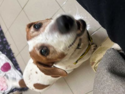 Pixie | Terrier (Jack Russell) | Loughborough - 3