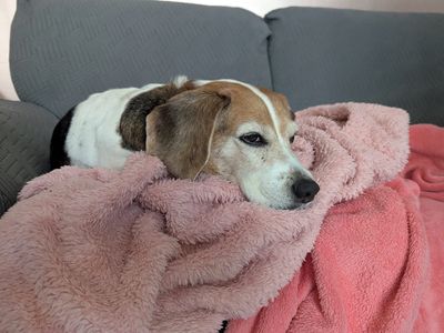 Molo | Beagle | Merseyside (Liverpool) - 5