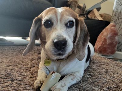 Molo | Beagle | Merseyside (Liverpool) - 3