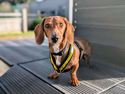 Walt | Dachshund (Smooth Haired) | Cardiff - 3