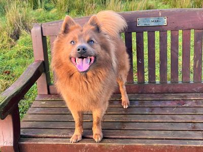Teddy Bear | Pomeranian Cross | Ballymena (Northern Ireland) - 3
