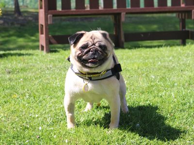 Bella, a 7 years old female Pug available for adoption from Dogs Trust in Merseyside