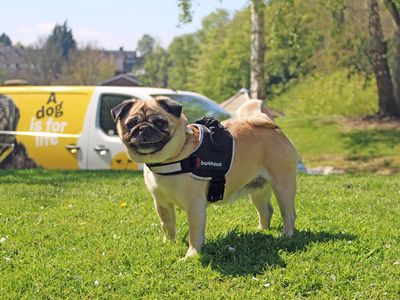 Bella | Pug | Merseyside (Liverpool) - 3