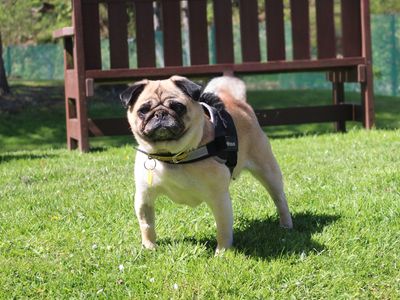 Bella | Pug | Merseyside (Liverpool) - 2