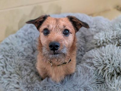 Odie | Terrier (Patterdale) Cross | Manchester - 3