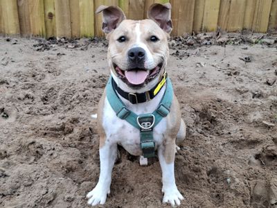 Tank | Terrier (Staffordshire Bull) Cross | Ilfracombe - 3