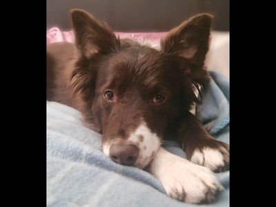 Cinnamon | Collie (Border) | Leeds - 2