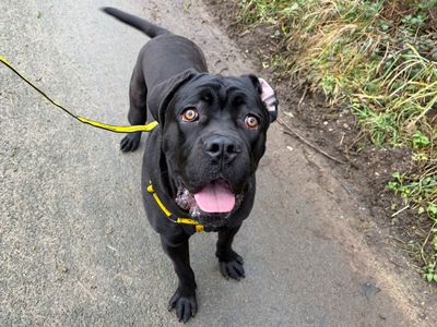 Hades | Italian Corso Dog Cross | Snetterton (Norfolk) - 3