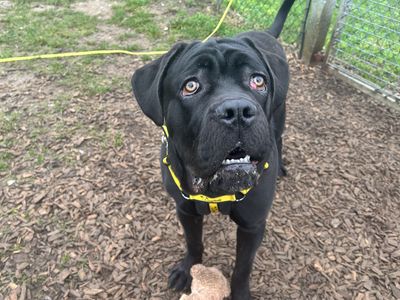 Hades | Italian Corso Dog Cross | Snetterton (Norfolk) - 1