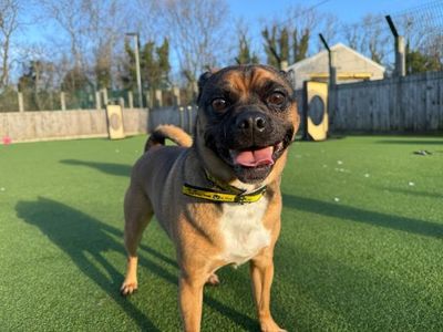 Buddy | Pug Cross | Glasgow - 3