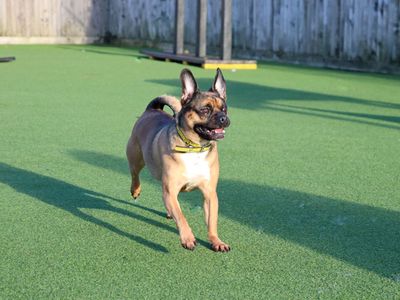Buddy | Pug Cross | Glasgow - 1
