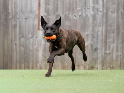Hennessy | Terrier (Patterdale) Cross | Kenilworth (West Midlands) - 3