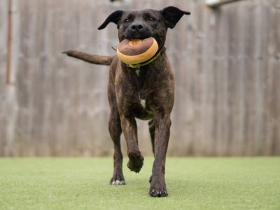 Hennessy | Terrier (Patterdale) Cross | Kenilworth (West Midlands) - 1