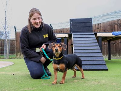 Ramsey | Dachshund (Smooth Haired) Cross | Evesham (Worcestershire) - 3