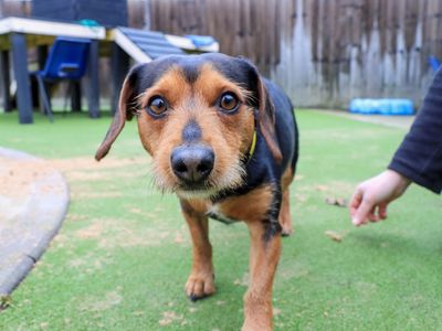 Ramsey | Dachshund (Smooth Haired) Cross | Evesham (Worcestershire) - 2