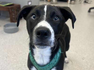 River — Terrier (Staffordshire Bull) Cross