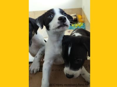 Forest | Terrier (Staffordshire Bull) Cross | Ballymena (Northern Ireland) - 5